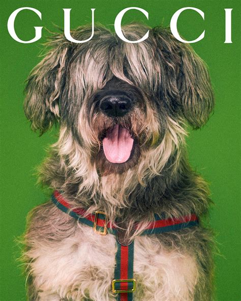 gucci pet sale